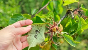 Przygotuj domowy oprysk na mszyce, a pospadają z liści i znikną z ogrodu na dobre.