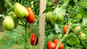 Sprawdź, jak wzmocnić pomidory po posadzeniu, by wydały mnóstwo zdrowych owoców.