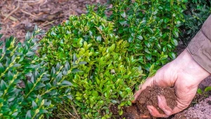 Czy żywopłoty trzeba nawozić? To oczywiste - bez dokarmiania cennymi składnikami odżywczymi nie urosną tak okazale, będą rzadkie i nie stworzą bariery, na jakiej nam zależy.