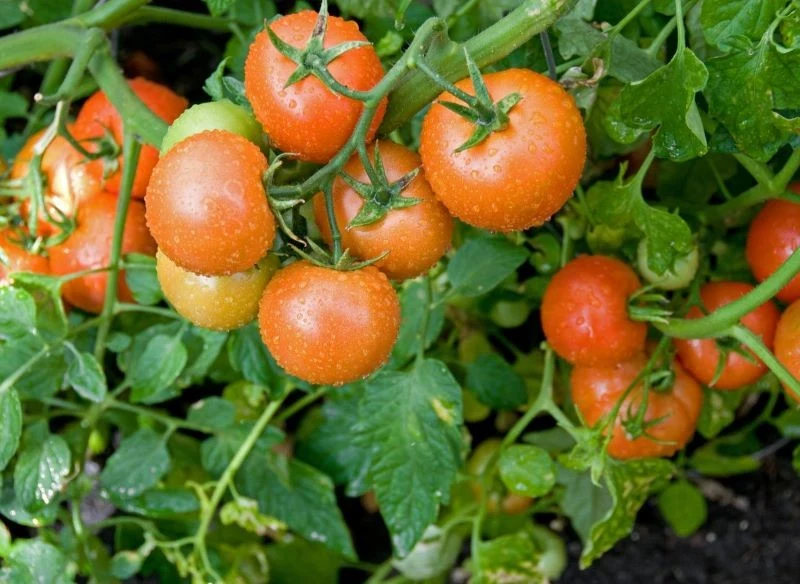 Pomidory możemy podlewać gnojówką z pokrzywy, aby je wzmocnić