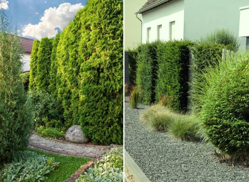 Równa forma od linijki to nie jedyna metoda prowadzenia żywopłotu - zielona bariera może być bardziej naturalna, rosnąć swobodnie, a przy tym dekor...