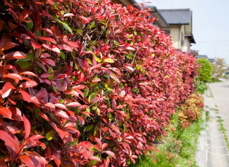Liściaste żywopłoty przybierają rozmaite formy, co więcej, niektóre zmieniają kolor liści w zależności od pory roku - to naprawdę piękna dekoracja,...