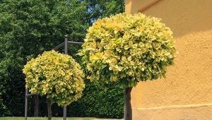 Trzmielina na pniu pasuje do każdego ogrodu.