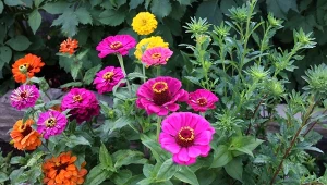 Cynie mogą zdobić nasz ogród do jesiennych przymrozków.