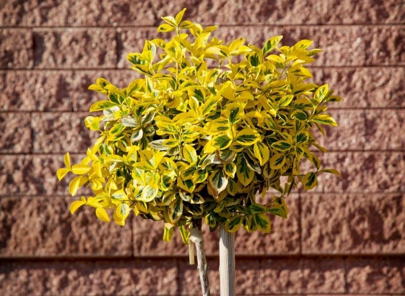 Trzmielina Fortune'a na pniu wygląda efektownie przez cały rok