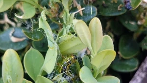 Ćma bukszpanowa dziesiątkuje krzewy już od kwietnia, żeruje na liściach i świeżych pędach, ogołacając krzak.