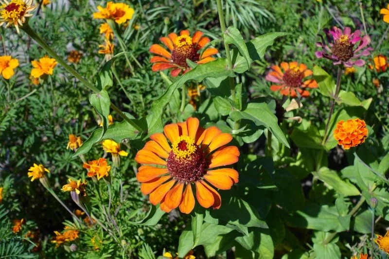 Cynie kojarzą się z babcinym ogródkiem