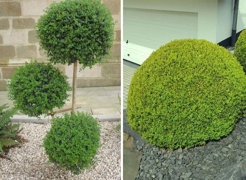 Wypielęgnowane, estetycznie uformowane krzewy bukszpanów zielonych są piękną dekoracją