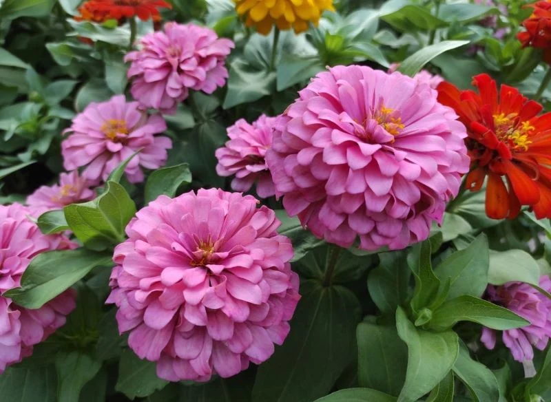 Świat cynii jest bardzo różnorodny, każdy znajdzie piękną odmianę dla siebie