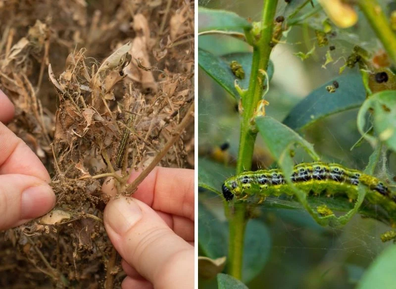 To zadziwiające, jak szybko i jak dokładnie te małe szkodniki wyjadają całe krzewy bukszpanów wiecznie zielonych