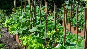 Nawóz z łupin orzecha włoskiego przyda się do podlewania ogórków i innych roślin w warzywniku.