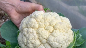 Najczęściej spotykany odmiany kalafiora polecane do ogrodu to te z białymi główkami. Jednak to nie jedyna możliwość – kolorowe kalafiory są nie tylko przepyszne, ale i bajecznie dekorują ogród. Może to dla nich warto zrobić miejsce?