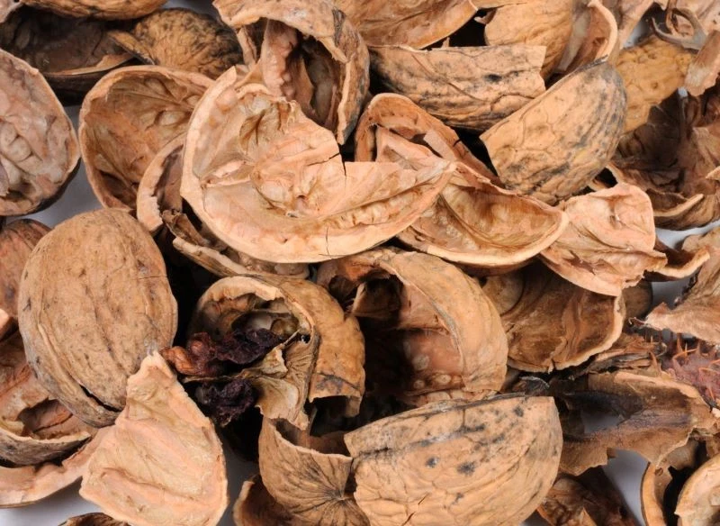 Łupin z orzechów włoskich nie warto wyrzucać