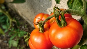 Gdy słońce całymi dniami ogrzewa krzaczki, niezwykle ważne w uprawie jest okrywanie pomidorów. Metoda babci, którą zaczęłam stosować, sprawdza się w największe upały.