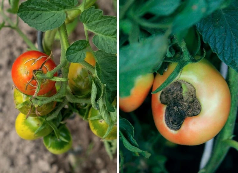 Niekorzystne warunki dla pomidorów prowadzą do ich zniszczenia - na spalonych słońcem, narażonych na wahania temperatur owocach pojawiają się plamy...