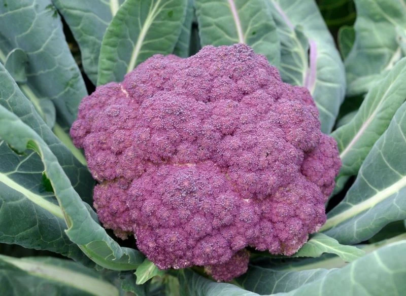 Fioletowe odmiany kalafiora zachwycają wyglądem, a przy tym mają ciekawy, wyrazisty smak