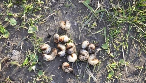 Pędraki wyrządzają poważne szkody na trawniku.