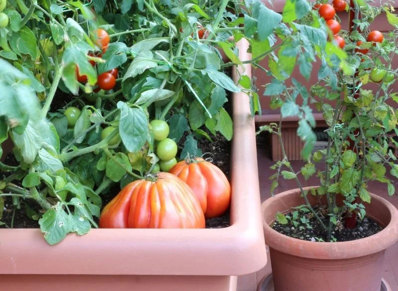 Uprawiając pomidory w doniczkach na balkonie, możesz ustawić je w miejscu, gdzie cień tworzą elementy architektury np