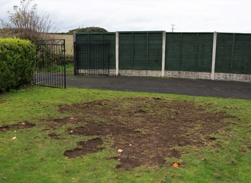 Jeśli nie zareagujemy w porę, pędraki całkowicie zniszczą trawnik