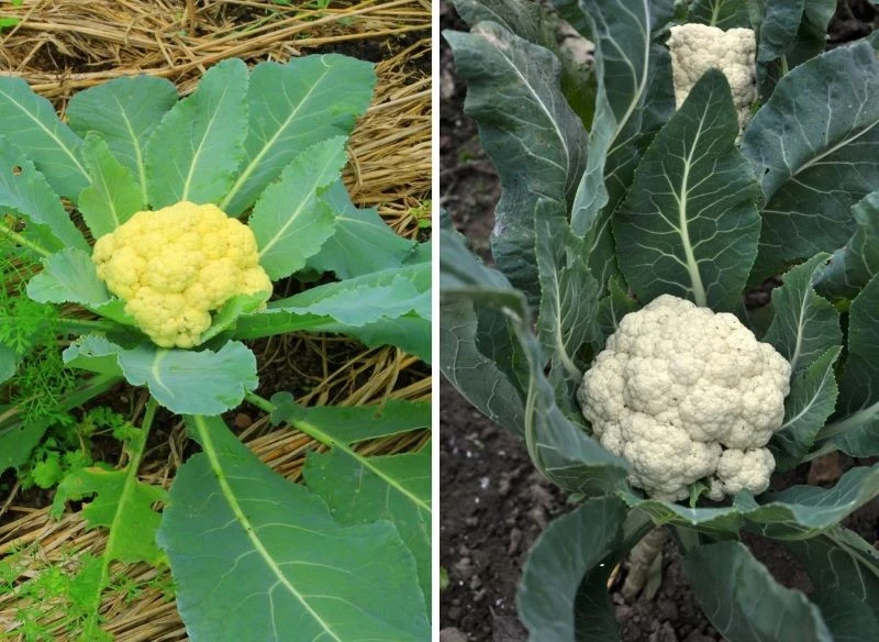 Na grządce możesz posadzić klasyczne odmiany białe lub efektownie wyglądające okazy w innych kolorach