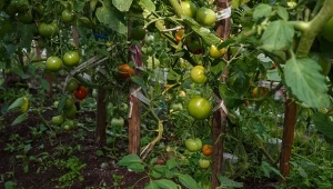 Stosowanie obornika granulowanego w ogrodzie. Takiego nie kupuj