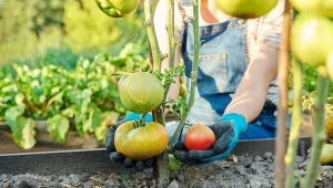 Czy aspiryna rzeczywiście działa na pomidory? Jak nawozić aspiryną?