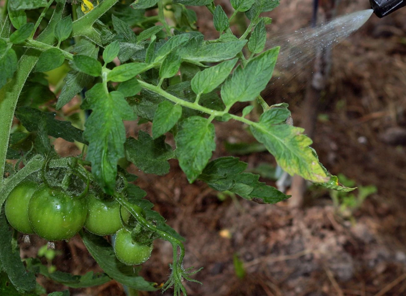 Oprysk aspiryny wzmacnia pomidory, przyspiesza ich wzrost i chroni przed chorobami