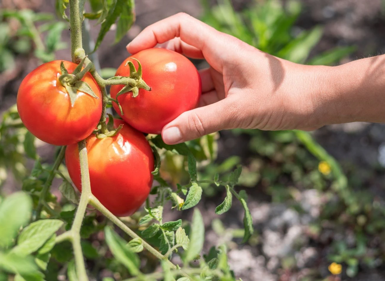 Nie wszystkie odmiany pomidorów można pryskać aspiryną