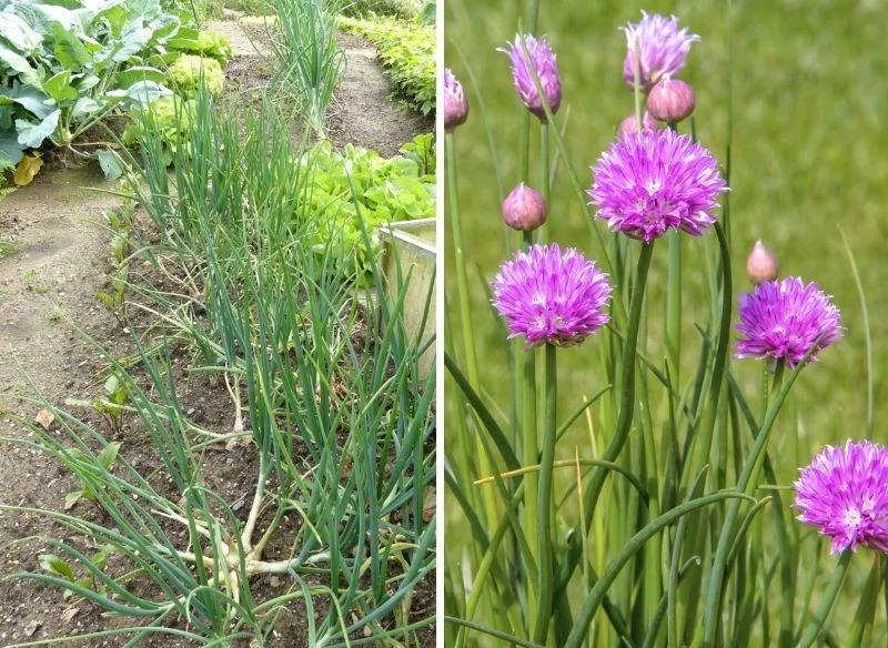 Nie pozwól, żeby szalotka wypuściła kwitnące pędy, chyba że zależy ci właśnie na jej dekoracyjnych kwiatach