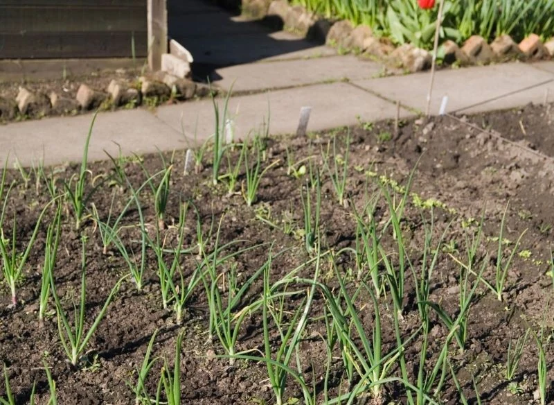 Szalotki mogą rosnąć w wielu rzędach obok siebie, możesz też przedzielić je innymi warzywami o zgodnych potrzebach stanowiskowych, ale ważne, abyś ...
