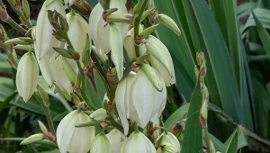 Juka w dobrym sąsiedztwie i w optymalnych warunkach bujnie kwitnie.