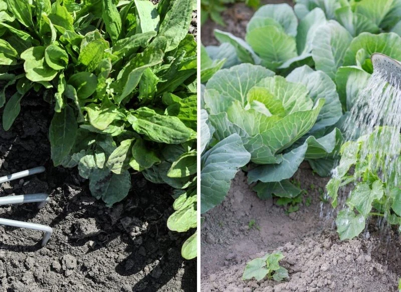 Zabieg delikatnego spulchniania gleby przed podlaniem pozwala wodzie przedostać się do głębszych warstw podłoża oraz hamuje parowanie wody glebowej