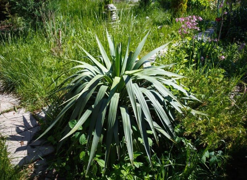 Juka, nawet gdy nie kwitnie, wygląda atrakcyjnie