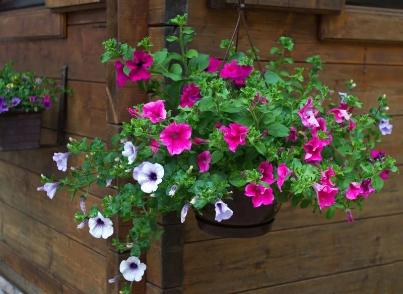 Petunie muszą rosnąć w żyznej ziemi