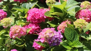 Dlaczego liście hortensji żółkną? Jak uratować krzew i zapobiegać chlorozie