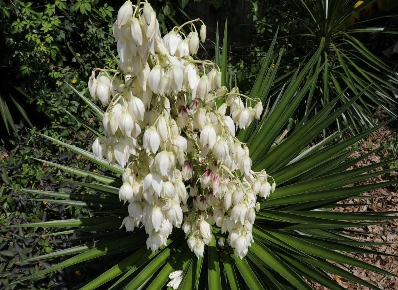 Juka ogrodowa nie ma dużych wymagań