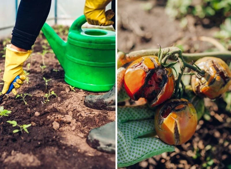 Nawożenie pomidorów to ważny element pielęgnacji już od samego wysadzenia do gruntu, jednak nadmiar składników odżywczych i niewłaściwa ich podaż p...