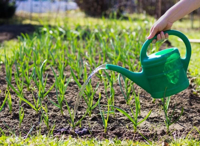 Podlewanie czosnku i cebuli to niejedyny zabieg pielęgnacyjny, o jakim powinniśmy pamiętać w maju