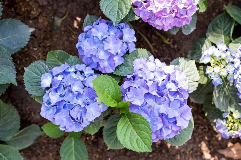 Uzupełnienie niedoboru składników pokarmowych pobudzi hortensję do kwitnienia