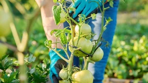 Odpowiednia pielęgnacja, w tym ściółkowanie właściwym materiałem, wpływają na plony pomidorów.