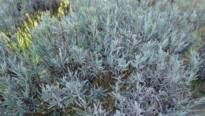 Jakie szkodniki atakują lawendę i w jaki sposób się ich pozbyć?