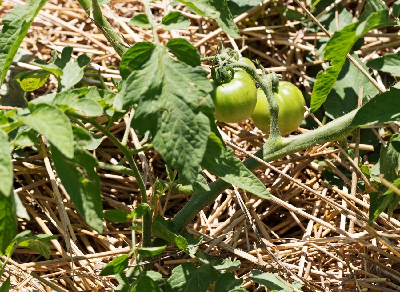 Pomidory bardzo dobrze rosną ze ściółką ze słomy