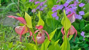 Obuwik to storczyk, którego możemy uprawiać w ogrodzie.