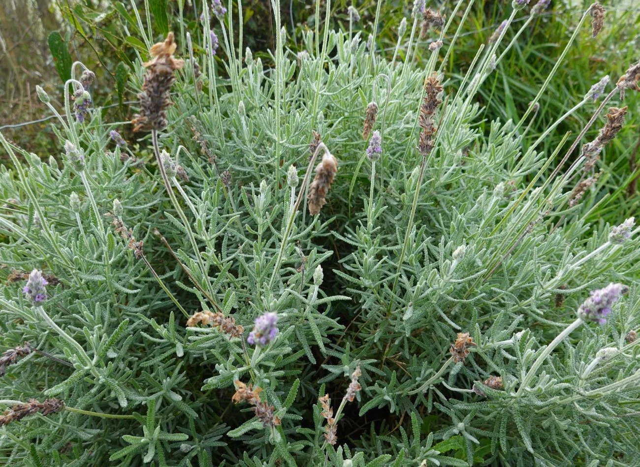 Szkodniki na lawendzie można zwalczyć domowymi metodami