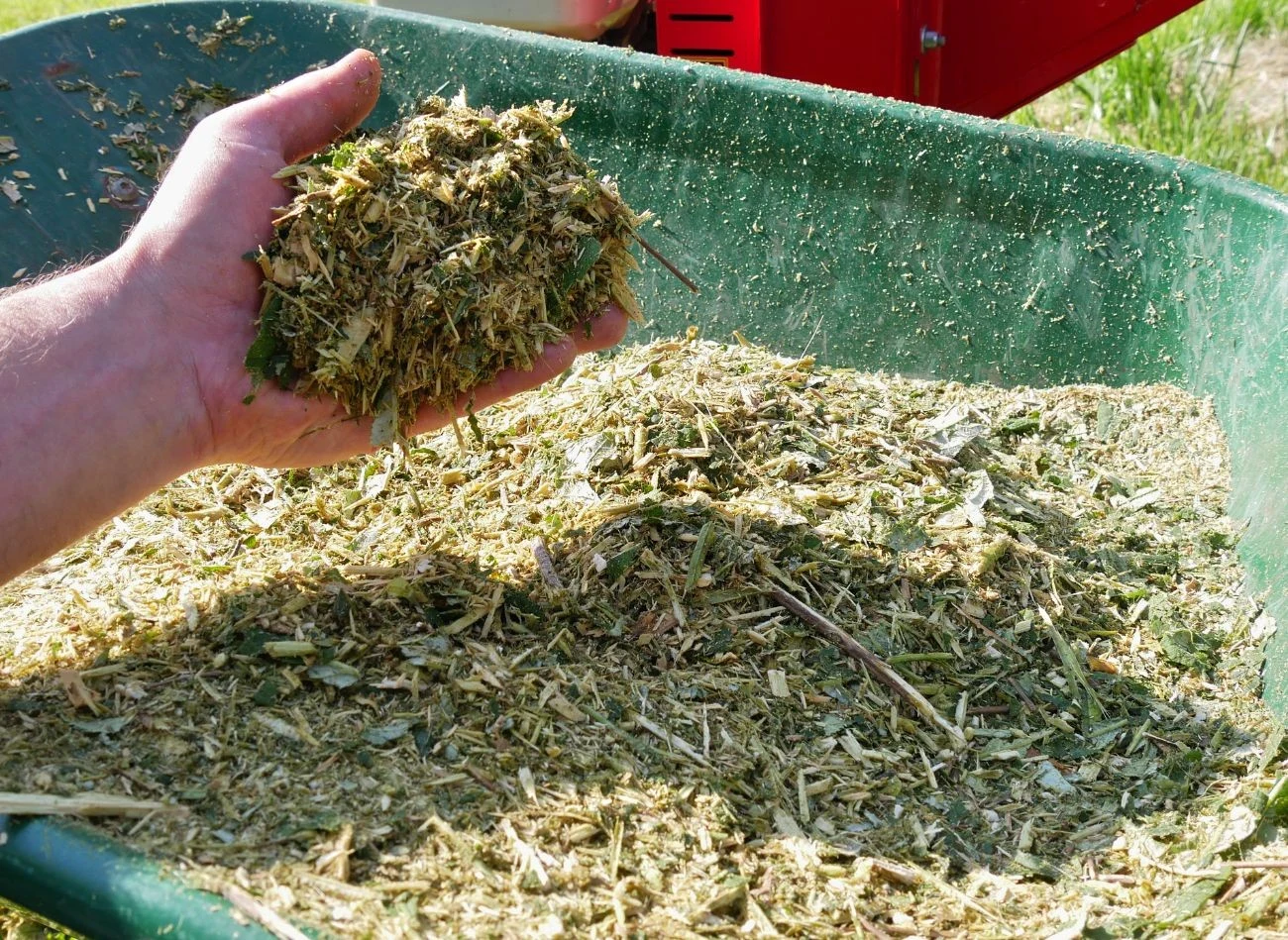 Rozdrobniona trawa też świetnie nadaje się do ściółkowania pomidorów