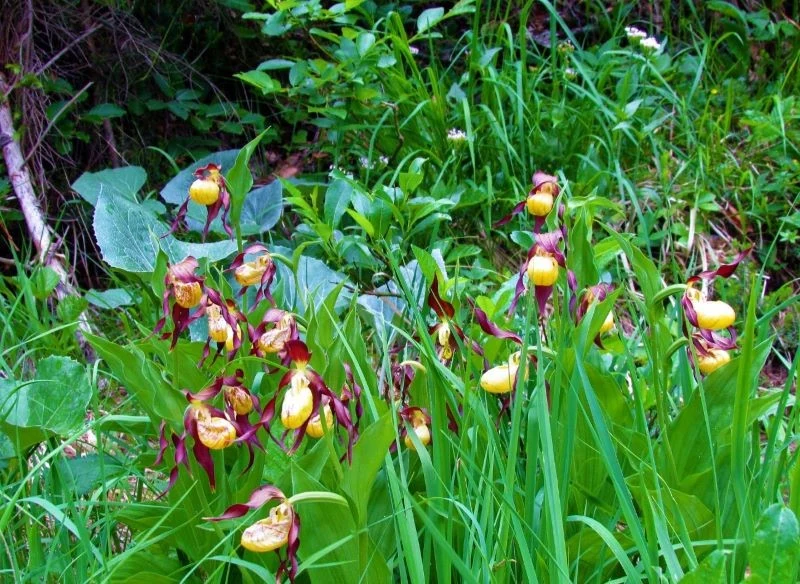 Obuwik pospolity to nasz rodzimy gatunek