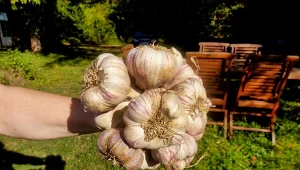 Co zrobić, żeby czosnek lepiej przyswajał nawóz i wykształcił dorodne główki?