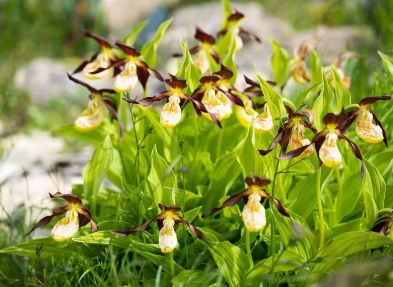 Obuwika pospolitego nie można pozyskiwać z naturalnych siedlisk