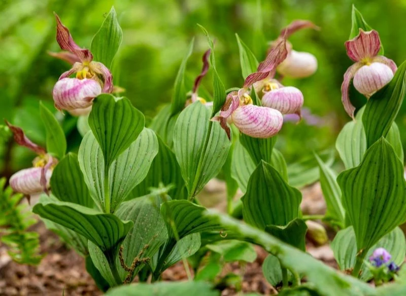 Obuwik wielkokwiatowy to jeden z najpiękniejszych gatunków tej rośliny