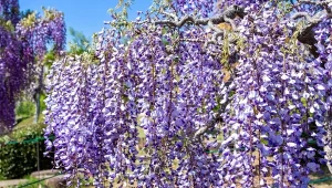 Oto podręczny poradnik "Uprawa glicynii dla początkujących" - znajdziesz w nim ogrom praktycznych wskazówek, które zebrałam od znajomych ogrodników.